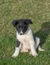 The Bulgarian Shepherd Karakachan puppy is in the park. Royalty Free Stock Photo