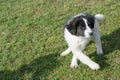 The Bulgarian Shepherd Karakachan puppy is in the park. Royalty Free Stock Photo