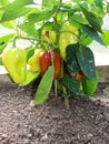 Bulgarian sweet pepper grows and ripens on a bush in a greenhouseGreen pepper plant in greenhouse. Royalty Free Stock Photo
