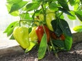 Bulgarian sweet pepper grows and ripens on a bush in a greenhouseGreen pepper plant in greenhouse. Royalty Free Stock Photo