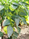 Bulgarian sweet pepper grows and ripens on a bush in a greenhouseGreen pepper plant in greenhouse. Royalty Free Stock Photo