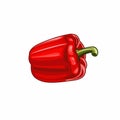 Bulgarian sweet red pepper, paprika. vector pepper
