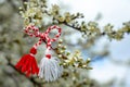 Bulgarian symbol of spring martenitsa bracelet. March 1 tradition white and red cord martisor and the first blossoming tree to Royalty Free Stock Photo