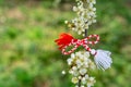 Bulgarian symbol of spring martenitsa bracelet. March 1 tradition white and red cord martisor and the first blossoming tree to Royalty Free Stock Photo
