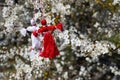Bulgarian traditional spring decor martenitsa on the blossom tree. Baba Marta holiday. Royalty Free Stock Photo