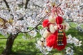 Bulgarian traditional spring decor Martenitsa on the cherry blossom tree. Baba Marta holiday. Royalty Free Stock Photo