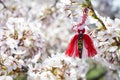 Bulgarian traditional spring decor Martenitsa on the cherry blossom tree. Baba Marta holiday. Royalty Free Stock Photo