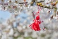 Bulgarian traditional spring decor Martenitsa on the cherry blossom tree. Baba Marta holiday. Royalty Free Stock Photo