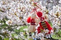 Bulgarian traditional spring decor Martenitsa on the cherry blossom tree. Baba Marta holiday. Royalty Free Stock Photo
