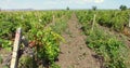 Bulgarian vineyard