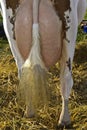 Bulging udder of a dairy cow