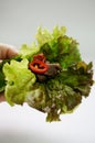 Bulgogi wrapped in lettuce leaves Royalty Free Stock Photo