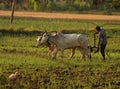 Bulhowal Punjab India 28 04 2021 A Farmer ploughing his fields with bulls Royalty Free Stock Photo