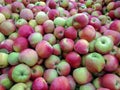 Bulk Apples in Bin. Ripe sweet red apples. Fresh organic apples from above for sale. Close-up. Full frame Royalty Free Stock Photo