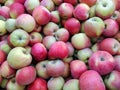 Bulk Apples in Bin. Ripe sweet red apples. Fresh organic apples from above for sale. Close-up. Full frame Royalty Free Stock Photo