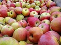 Bulk Apples in Bin. Ripe sweet red apples. Fresh organic apples from side for sale. Close-up. Full frame Royalty Free Stock Photo
