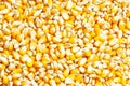 Bulk of corn grains as background