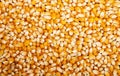 Bulk of corn grains