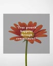 Orange Daisy Flower with True Growth Happens Beyond Comfort Quote for Resilience Motivational Poster Royalty Free Stock Photo