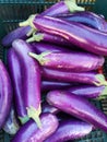 A bulk fresh eggplant display