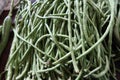 Bulk Fresh Green Long Beans On The Market Asian Fruit Vegetables Selectable Focus Healthy Vegetable Ideas Royalty Free Stock Photo