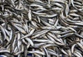 Bulk of fresh sprats Royalty Free Stock Photo