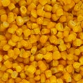 Bulk of yellow corn grains Royalty Free Stock Photo