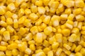 Bulk of yellow corn grains texture. Royalty Free Stock Photo