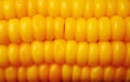 Corn on the cob close up Royalty Free Stock Photo