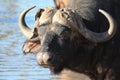 Bull, African Buffalo with a bird on the horns at the waterhole