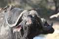 Bull African Buffalo sniff the air