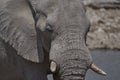 Bull African Elephant in Etosha National Park Royalty Free Stock Photo