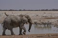 Bull African Elephant in Etosha National Park Royalty Free Stock Photo