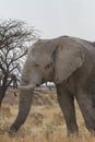 Bull African Elephant in Etosha National Park, Namibia Royalty Free Stock Photo