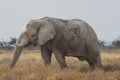 Bull African Elephant in Etosha National Park, Namibia