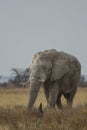 Bull African Elephant Grazing in Etosha National Park Royalty Free Stock Photo