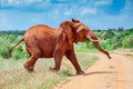 Bull African Elephant, Red From The Tsavo Mud Royalty Free Stock Photo