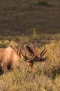 Bull Alaska Moose in velvet Royalty Free Stock Photo