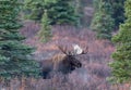 Alaska Yukon Bull Moose in Autumn in Denali National Park Royalty Free Stock Photo