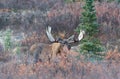 Bull Alaska Yukon Moose in Autumn in Denali National Park Royalty Free Stock Photo