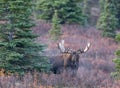 Bull Alaska Yukon Moose in Fall in Denali National Park Royalty Free Stock Photo