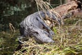 Bull Alligator Okefenokee Swamp Royalty Free Stock Photo