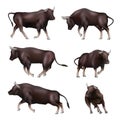 Bull. Animal in action poses aggressive business bull decent vector realistic template