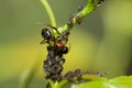 Bull Ant managing a his aphids Royalty Free Stock Photo