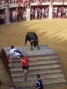 Bull in arena in Oropesa del mar