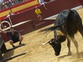 Bull in arena in Oropesa del mar