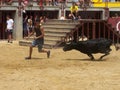 Bull in arena in Oropesa del mar