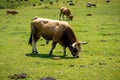 Bull around Covadonga lakes, Picos de Europa, Asturias, Spain Royalty Free Stock Photo