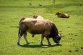 Bull around Covadonga lakes, Picos de Europa, Asturias, Spain Royalty Free Stock Photo