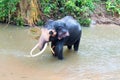 Bull Asian Elephant with tusks feeding while in the water in Pinnawala Sri Lanka Royalty Free Stock Photo